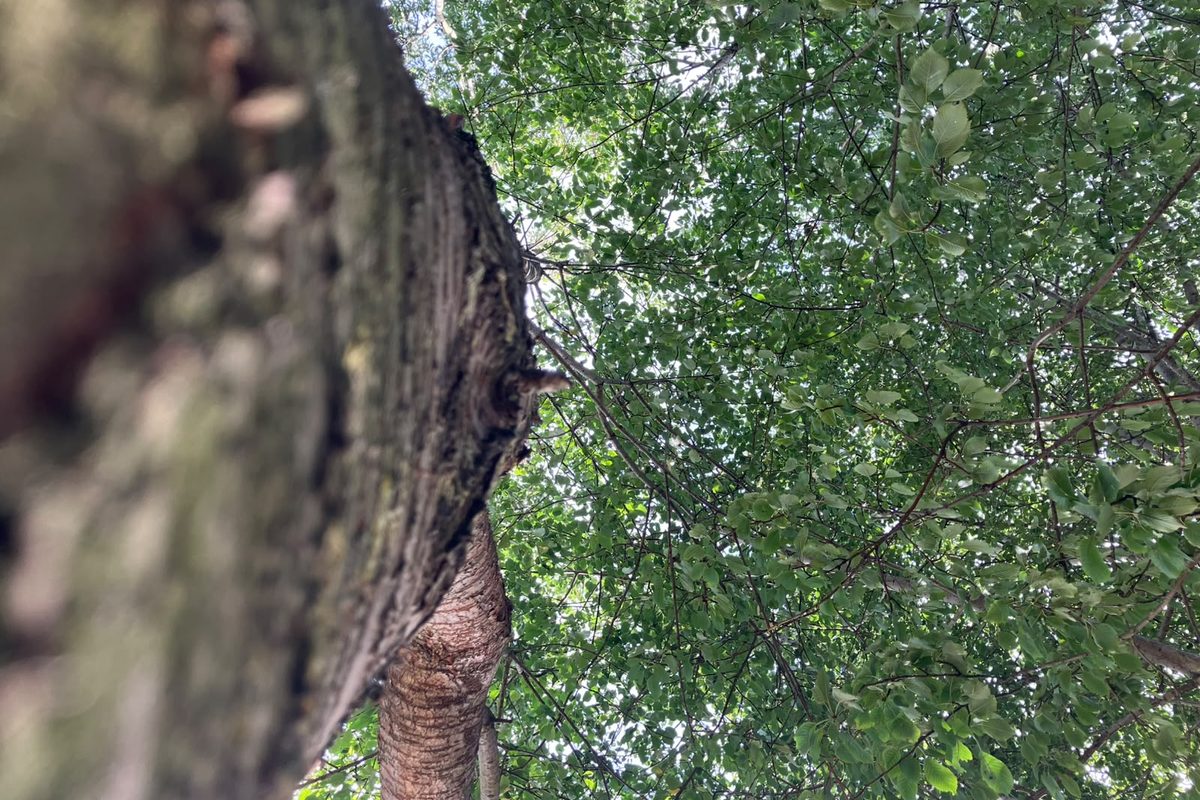 Looking up through the branches of a tree